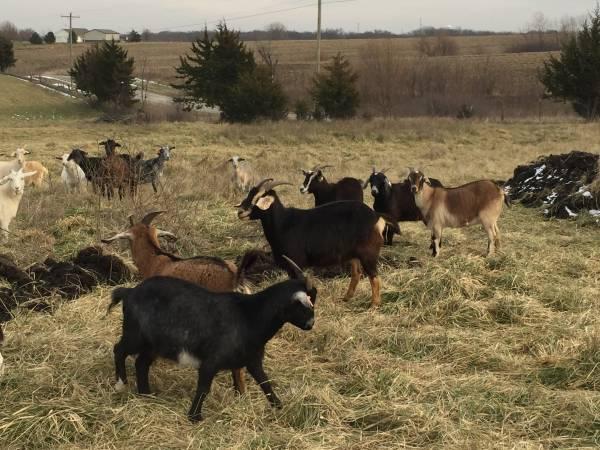 16 Kiko Goats.  Exposed Does and Doelings