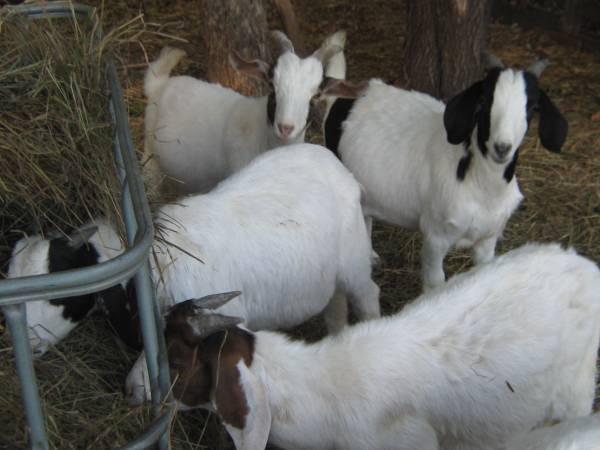 6 commercial Boer goats