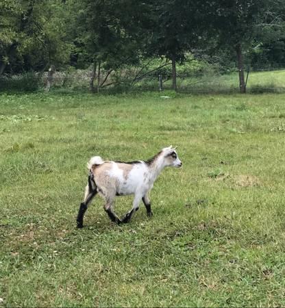 Nigerian Dwarf Goats babies - Dairy goat kidsNigerian 2019 babies