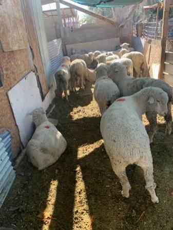 Sheep boregos for sale
