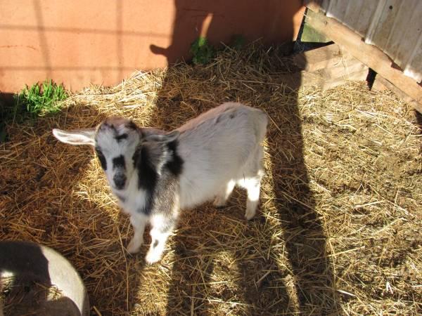 Dwarf Nigerian Goats