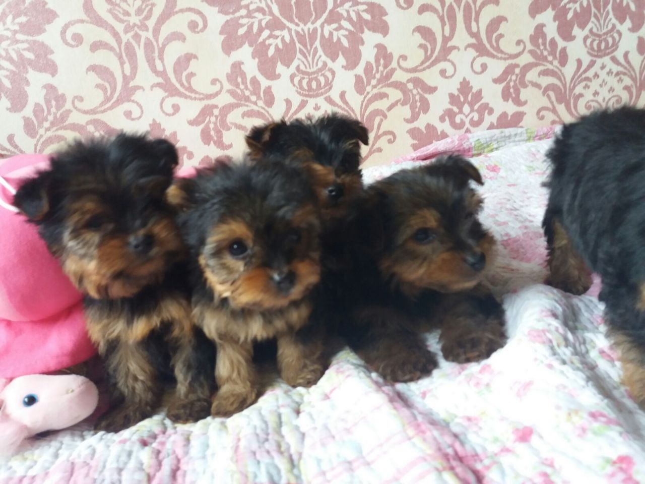 Excellent quality Yorkie Puppies for sale