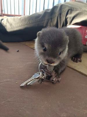 Asian Small Clawed Otters Pet For Re Homing Text 339970912