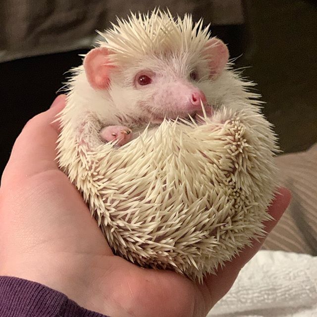 Male and female Albino hedgehogs Text 339-970-9126