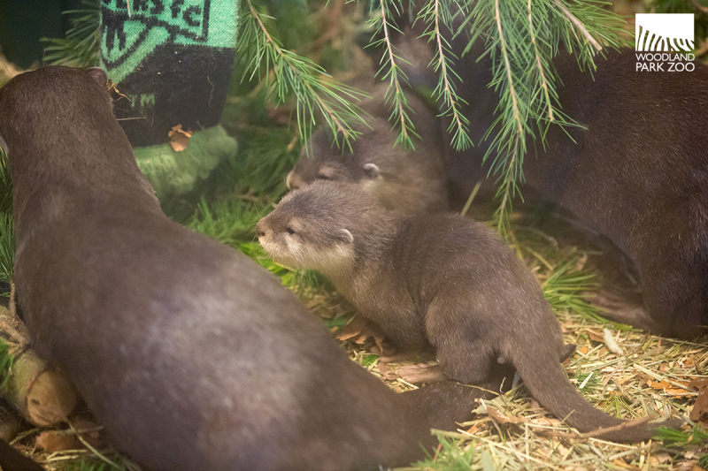 Asian Clawed Baby Otters For Sale Text