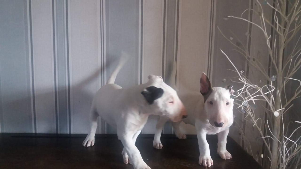 Paired Bull Terrier Puppies ..