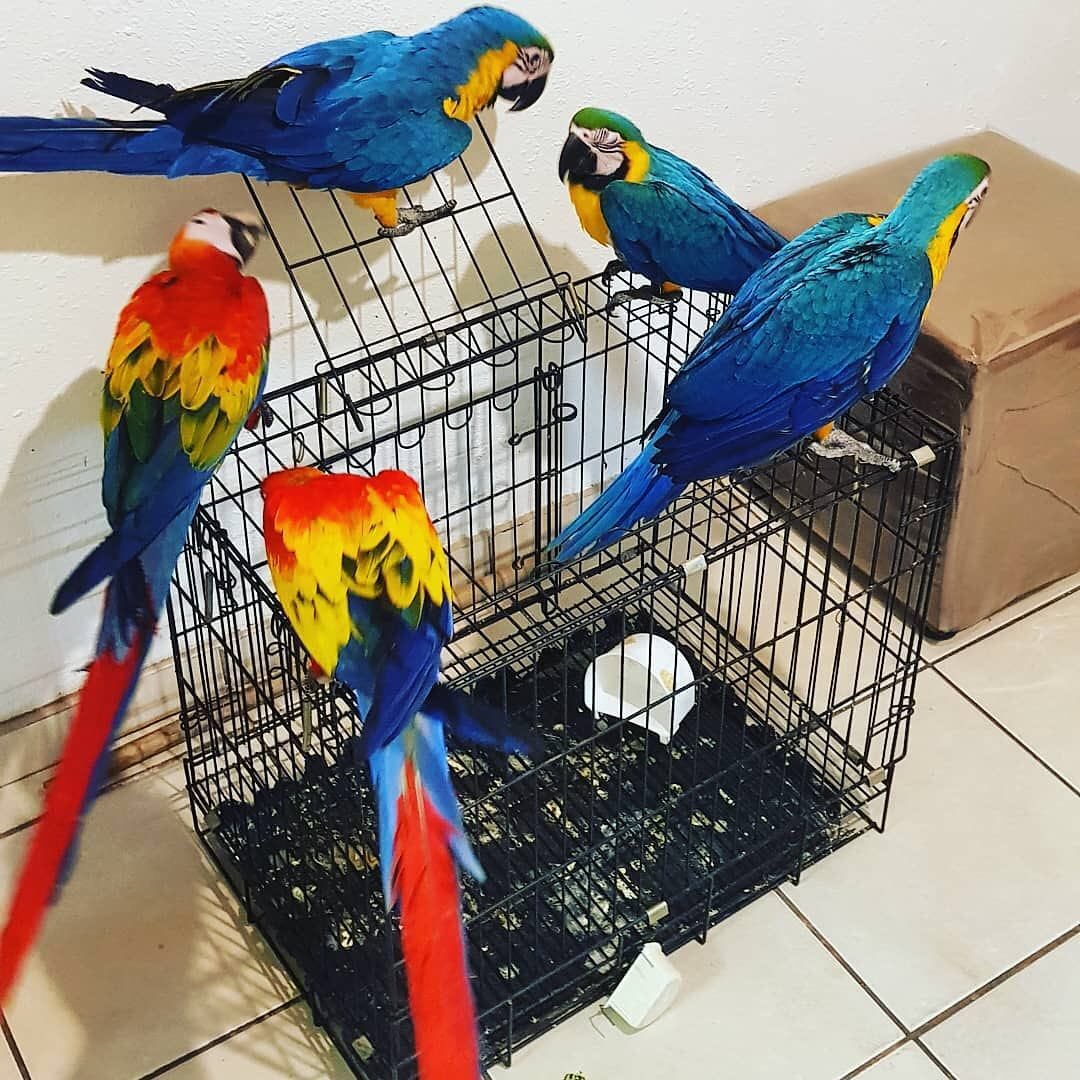 BABY MACAW PARROTS READY FOR NEW LOVING HOMES