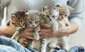 munchkin kittens for sale