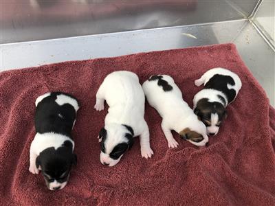 RUSSELL TERRIER PUPPIES