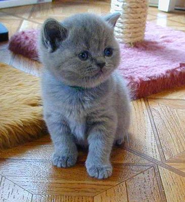 Show Quality Pedigree British Shorthair Blue Kittens