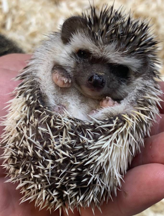 Baby hedgehogs available