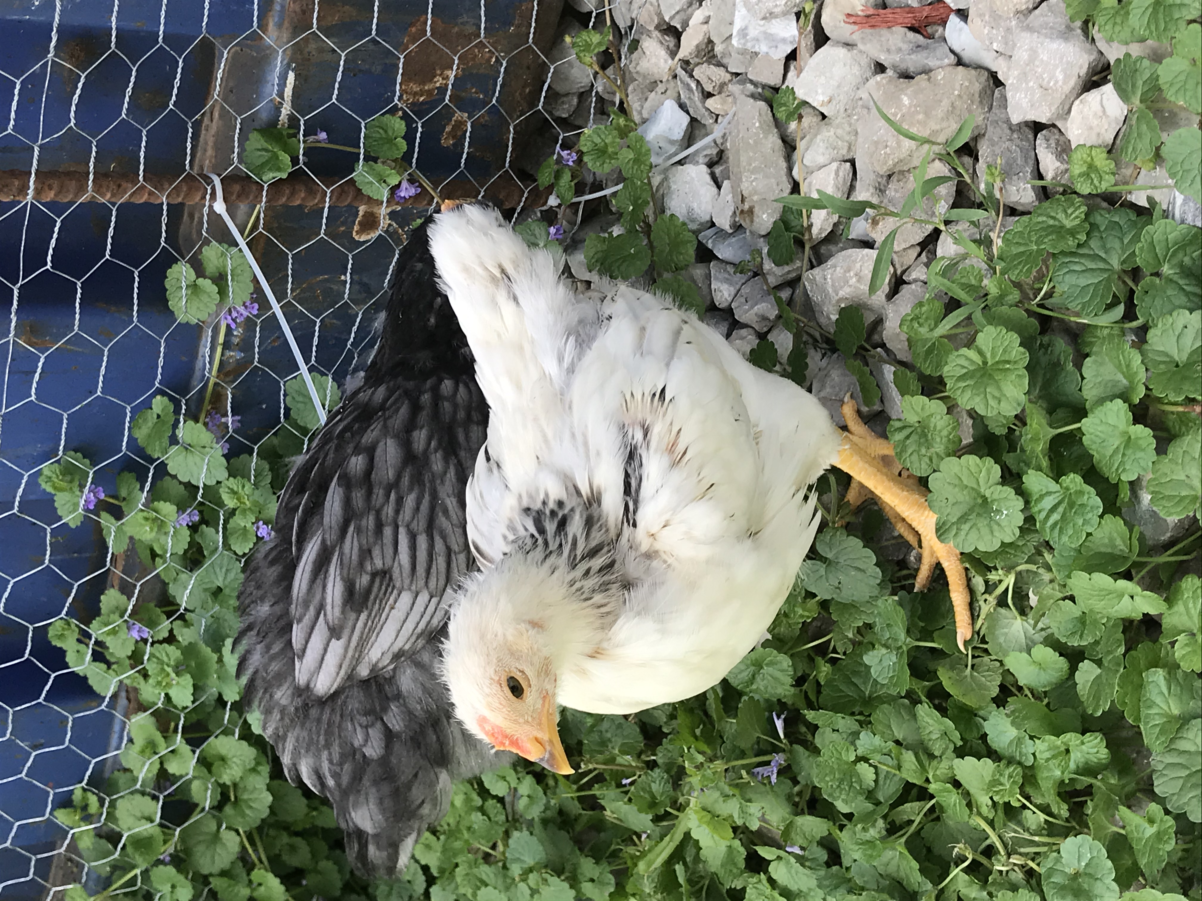 columbian wyandotte Rooster