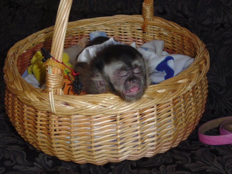 HOME TRAINED BABY CAPUCHIN MONKEYS FOR SALE