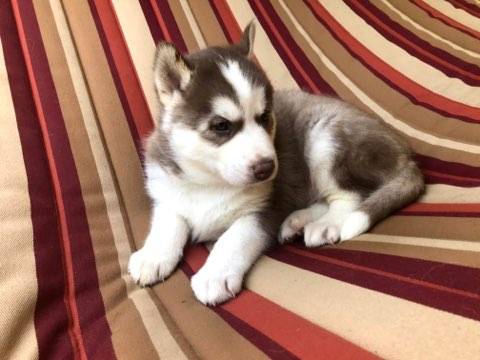 siberian husky puppy ready for a new home