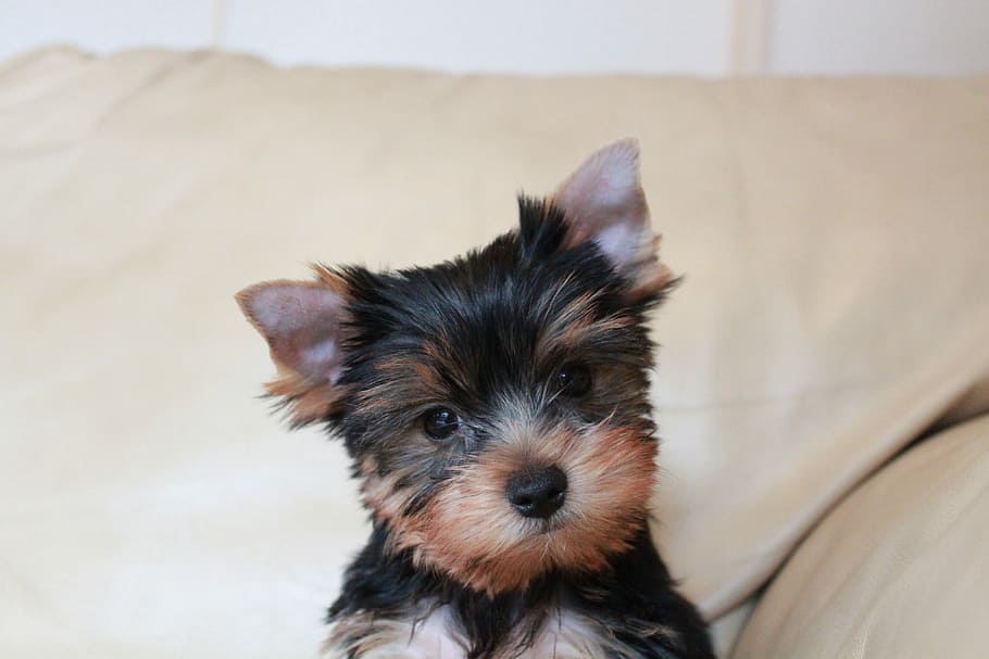 Sweet Teacup Yorkie puppies available now.