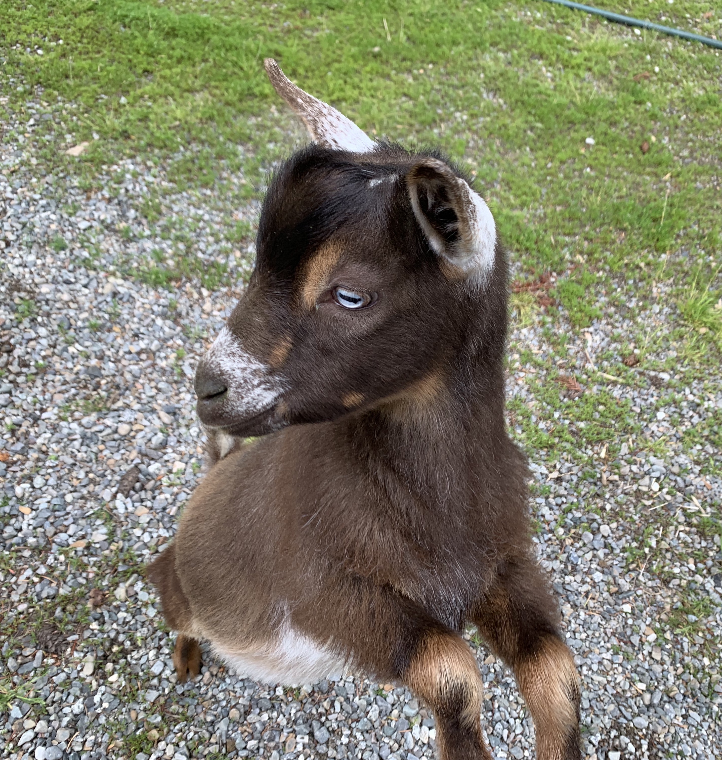 4 Dwarf Nigerian Goats - Wether for sale