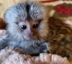 Cute, Healthy Marmoset Monkeys for adoption