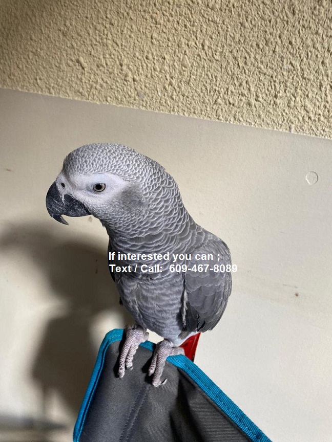 adorable African Grey parrots TEXT/ CALL 609-467-8089