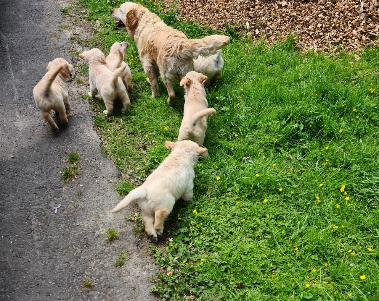 4 Adorable golden retriever pups - ready now