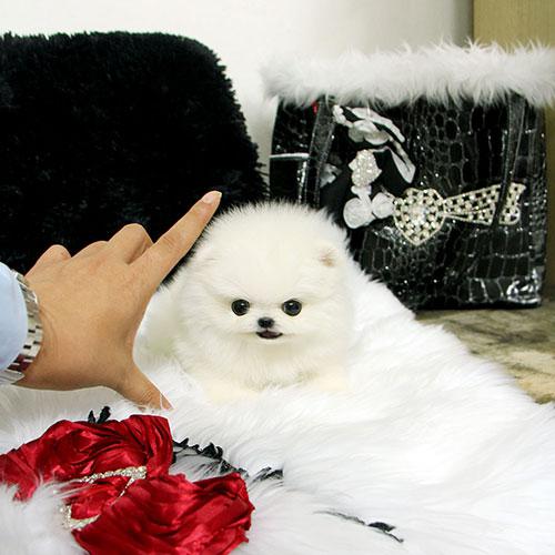 12 weeks old  teacup pomeranian puppies for sale