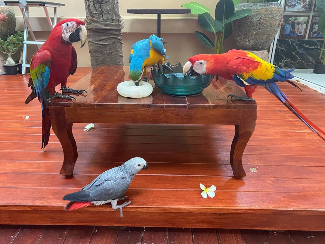 Pairs of macaws parrots available