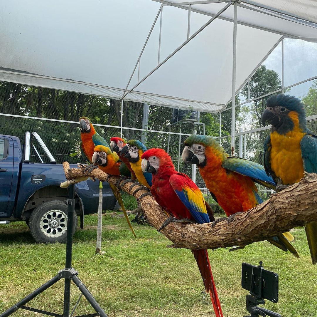 macaw parrots for sale