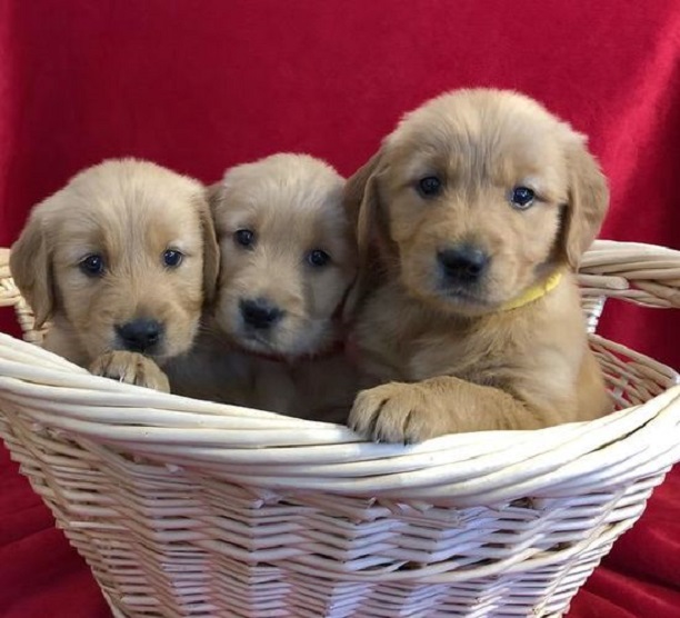 Trained Golden Retriever Puppies Ready Now