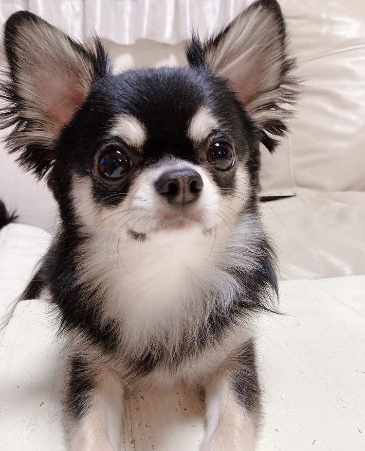 Charming Chihuahua Puppies Available