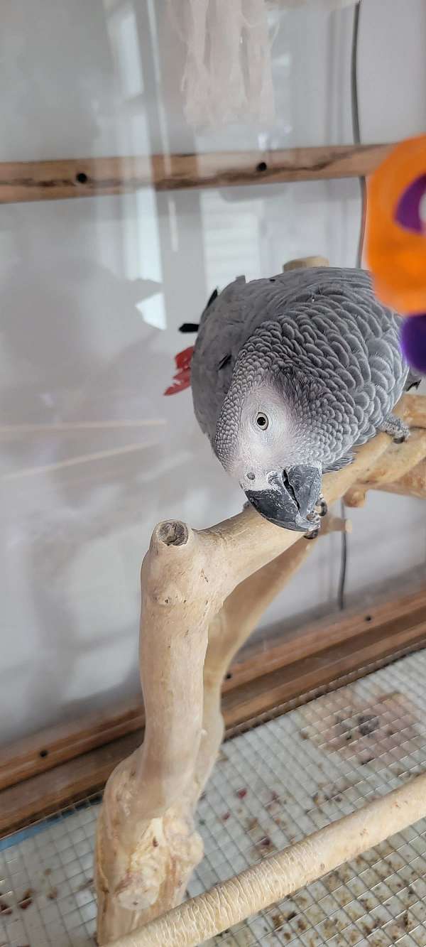 Babis and Adults Congo African Greys Parrots