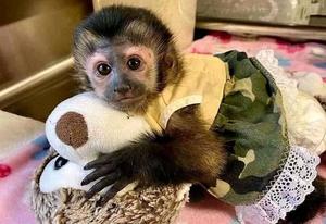 Capuchin monkey pet
