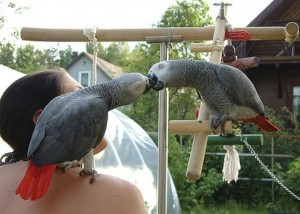 African grey parrots for sale - Both are DNA