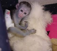 Gorgeous Capuchin Monkey for Sale