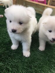 Beautiful Samoyed Puppies