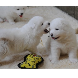 Samoyed puppies for new homes