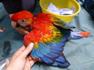 Talking Scarlet Macaw Chicks for Rehoming