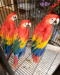 Adorable Scarlet Macaw Parrots With Papers