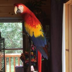 Tamed Scarlet Macaw Parrots Ready!