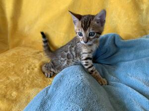 Amazing Bengal Kittens