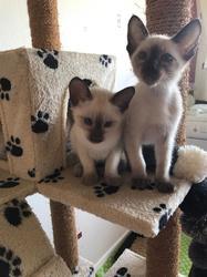 Beautiful Siamese kittens for sale