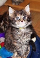 Maine Coon Kittens -