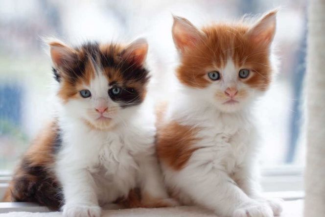 buy maine coon cat online,buy ragdoll kittens near me whatsapp...+1(903) 354-4782‬