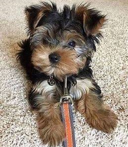 Clever yorkie for sale!
