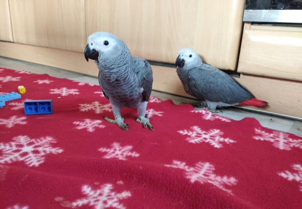 Lovely Congo African Gray Parrots for sale