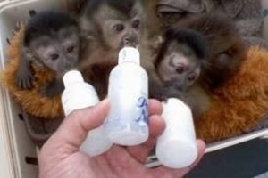 Hand Raised male & female Capuchin monkeys for sale.