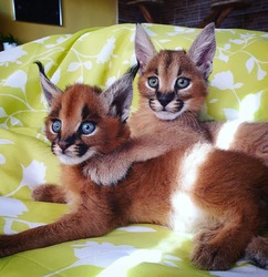 Beautiful caracal kittens