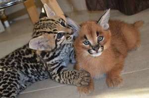 Socialized Caracal kittens available