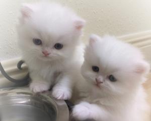 Lovely Persian kittens available for rehoming