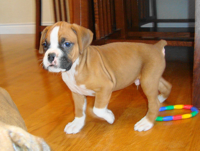 Beautiful Boxer puppies with pedigree