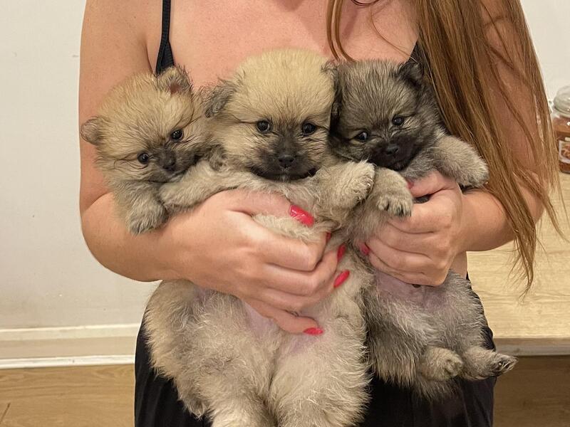 Tiny Pomeranian Pups Ready To Find There New Home!!