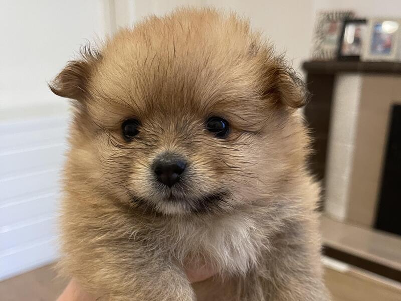 Tiny Pomeranian Pups Ready To Find There New Home!!